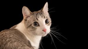 cat image